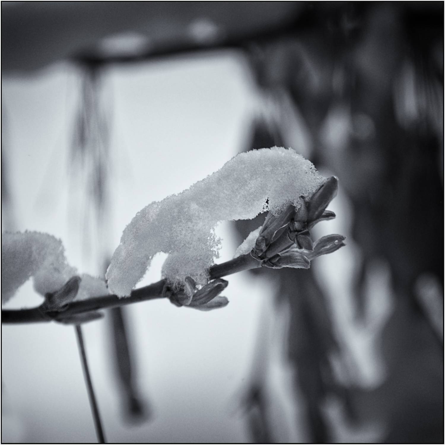 монохром, чб фото, монохром, чб фото, весна, апрель, погода, сезоны, снег, тополь, Vera Trandina