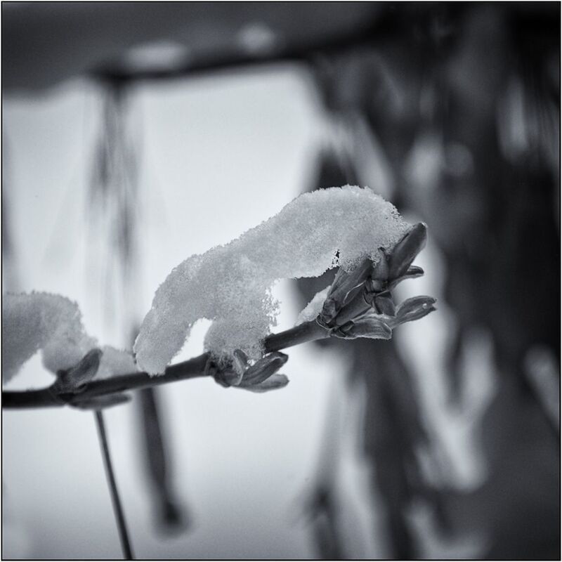 монохром, чб фото, монохром, чб фото, весна, апрель, погода, сезоны, снег, тополь Апрель фото превью