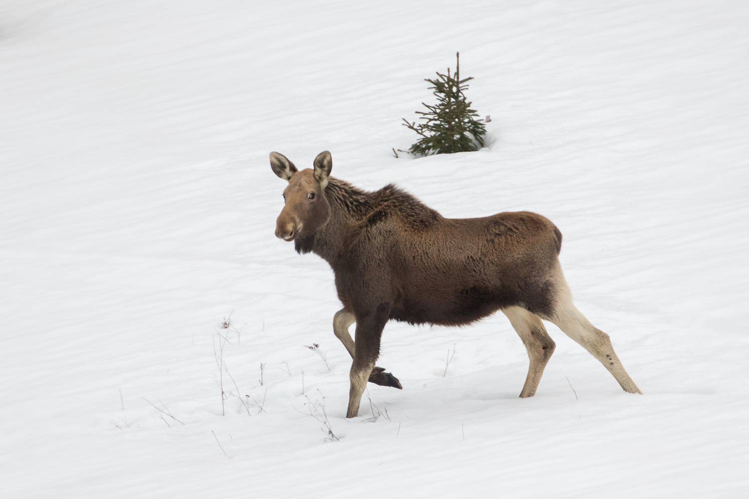 , Lozhkin Vyacheslav