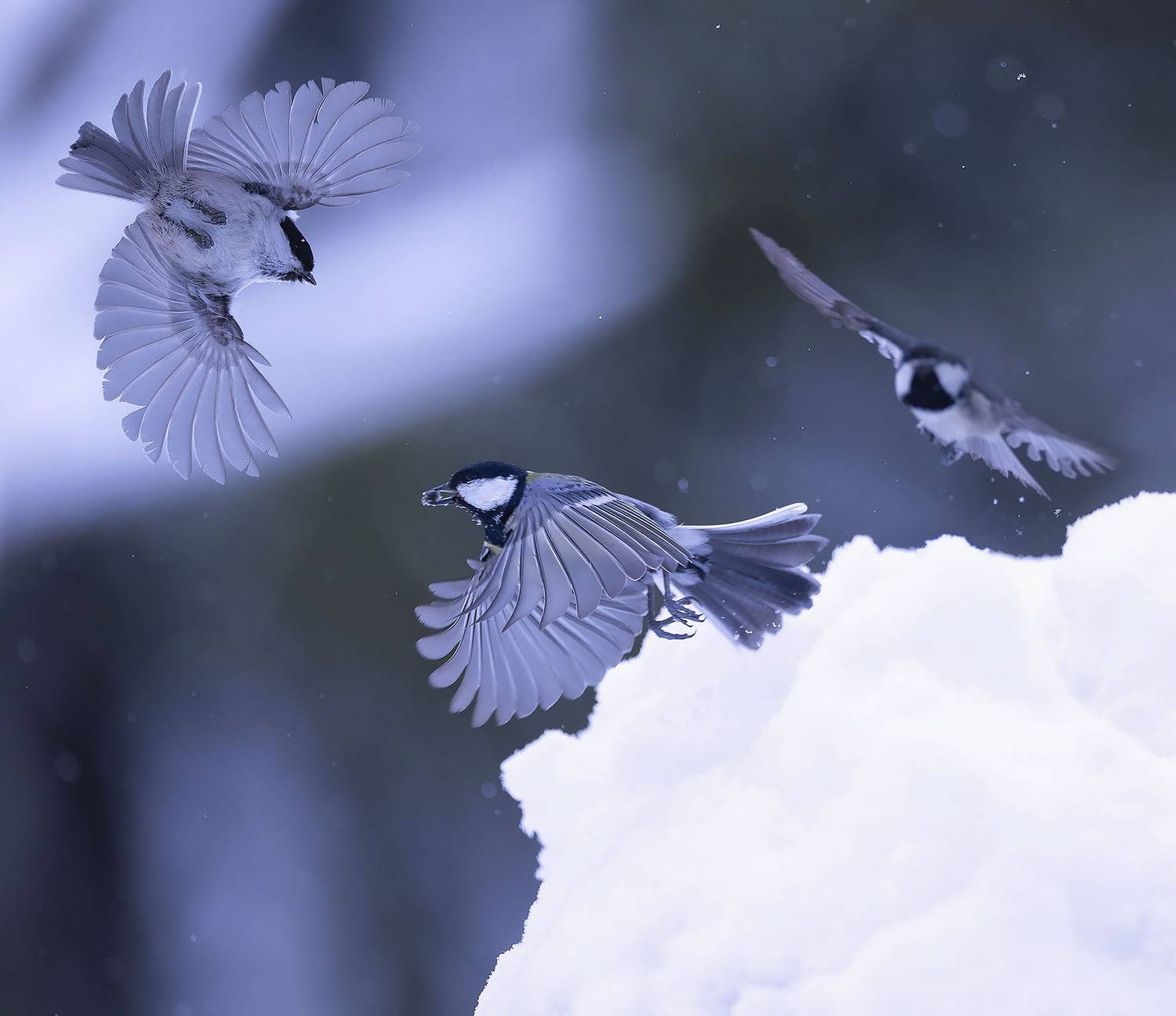 синицы, полёт, охота, природа,birds,flight, nature, Стукалова Юлия