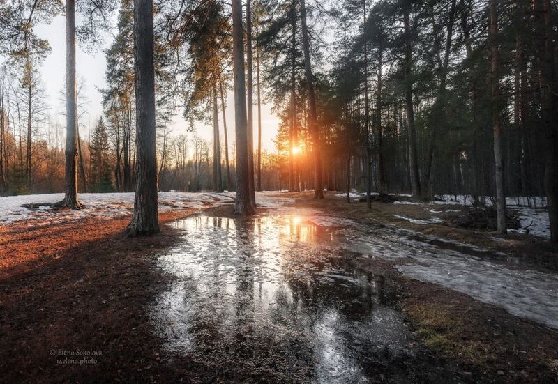 лес, весна, вечер, закат Первые проталины фото превью