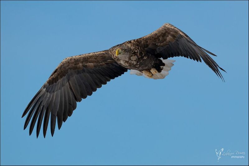 * * * фото превью