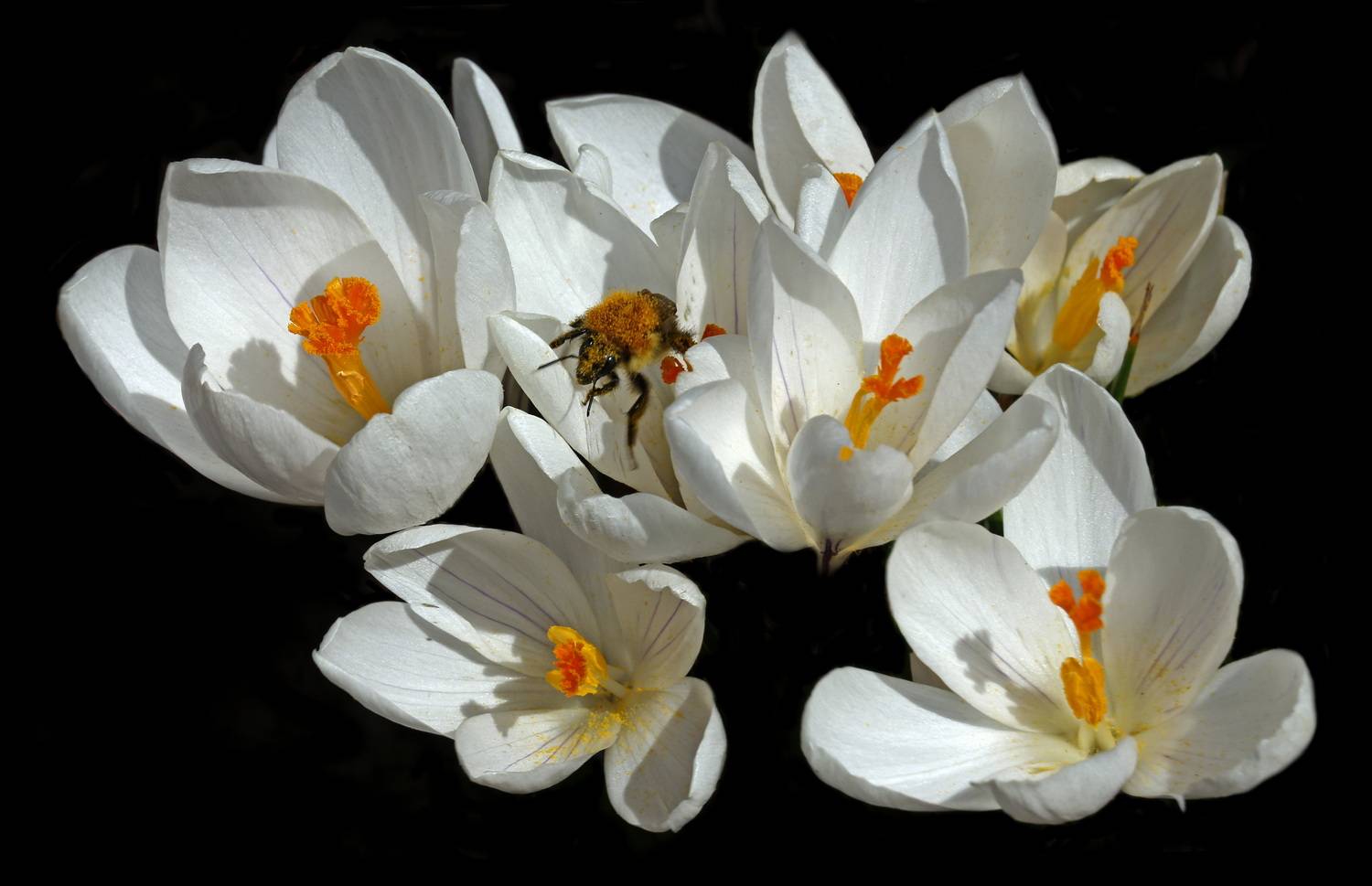 , Бибичков Михаил