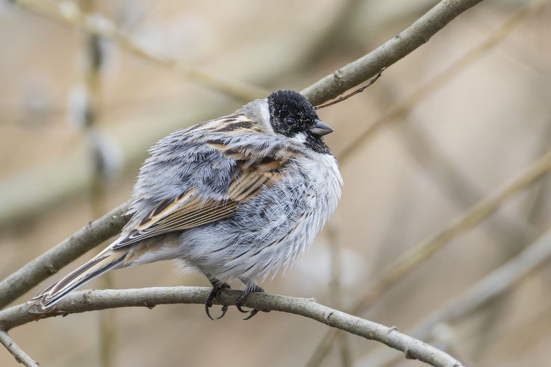 тростниковая овсянка, овсянка Тростниковая овсянка фото превью