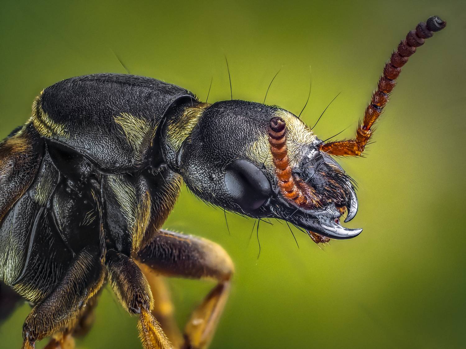 , Олег Савицкий