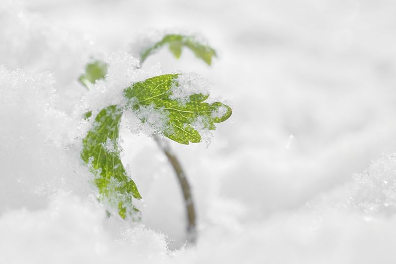 Anemone in the snow фото превью