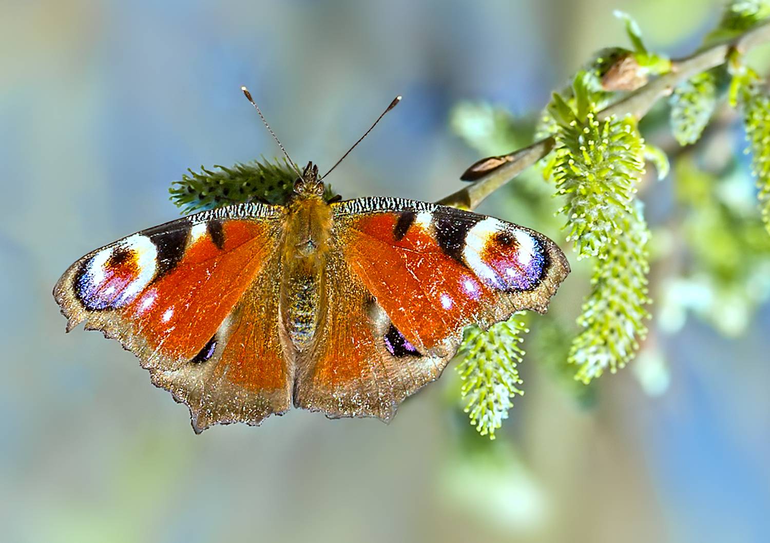 насекомые, бабочка, нимфалида, павлиний глаз, верба, весна, апрель, Борис Новиков