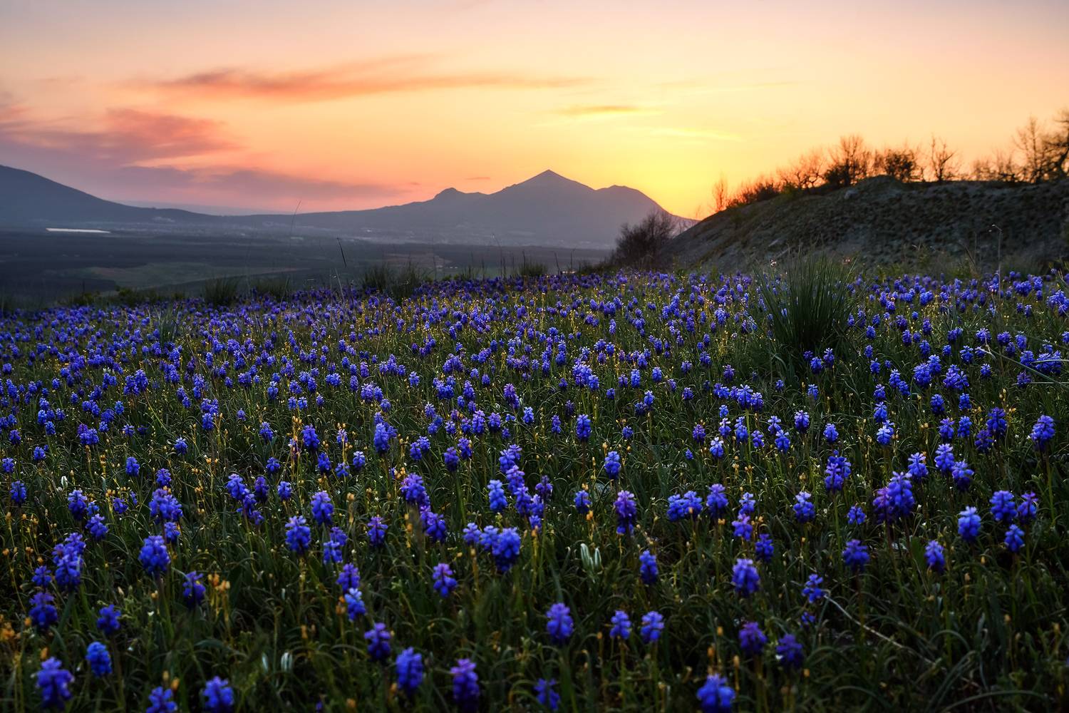 кавказ, кмв, кавказские минеральные воды, горы, весна, бештау, цветение, полевые цветы, закат, Zakharov Armen