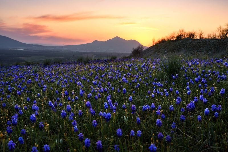 кавказ, кмв, кавказские минеральные воды, горы, весна, бештау, цветение, полевые цветы, закат Синий ковер фото превью