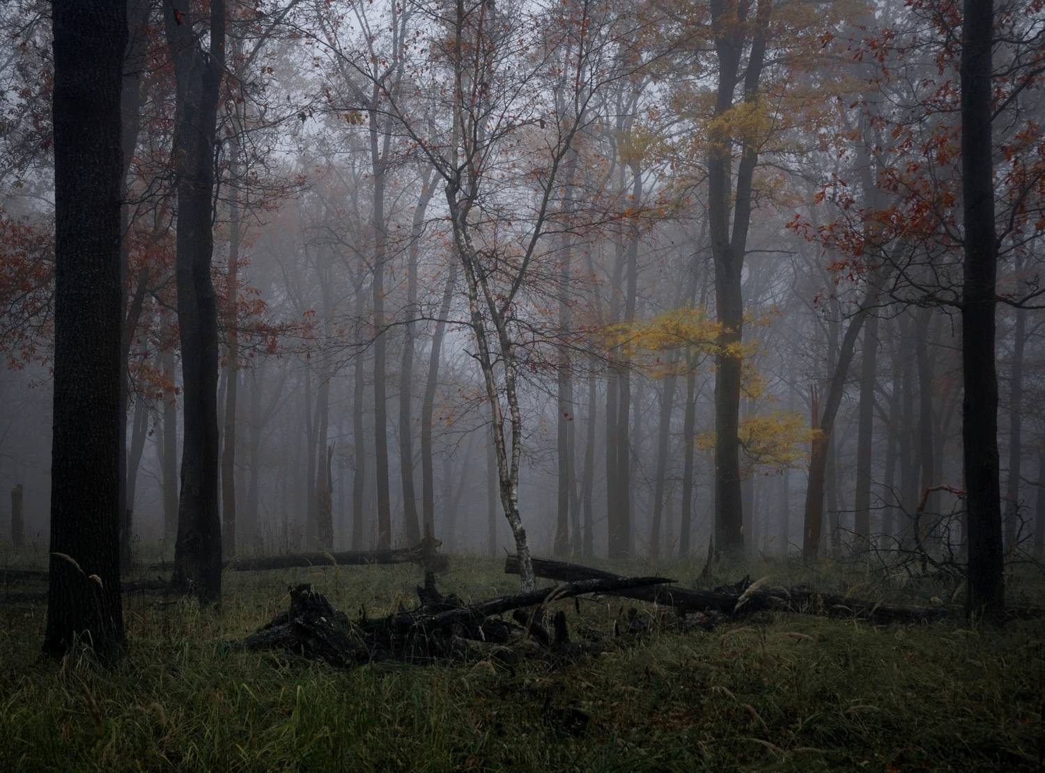 лес, свет, утро, природа, Баранов Олег