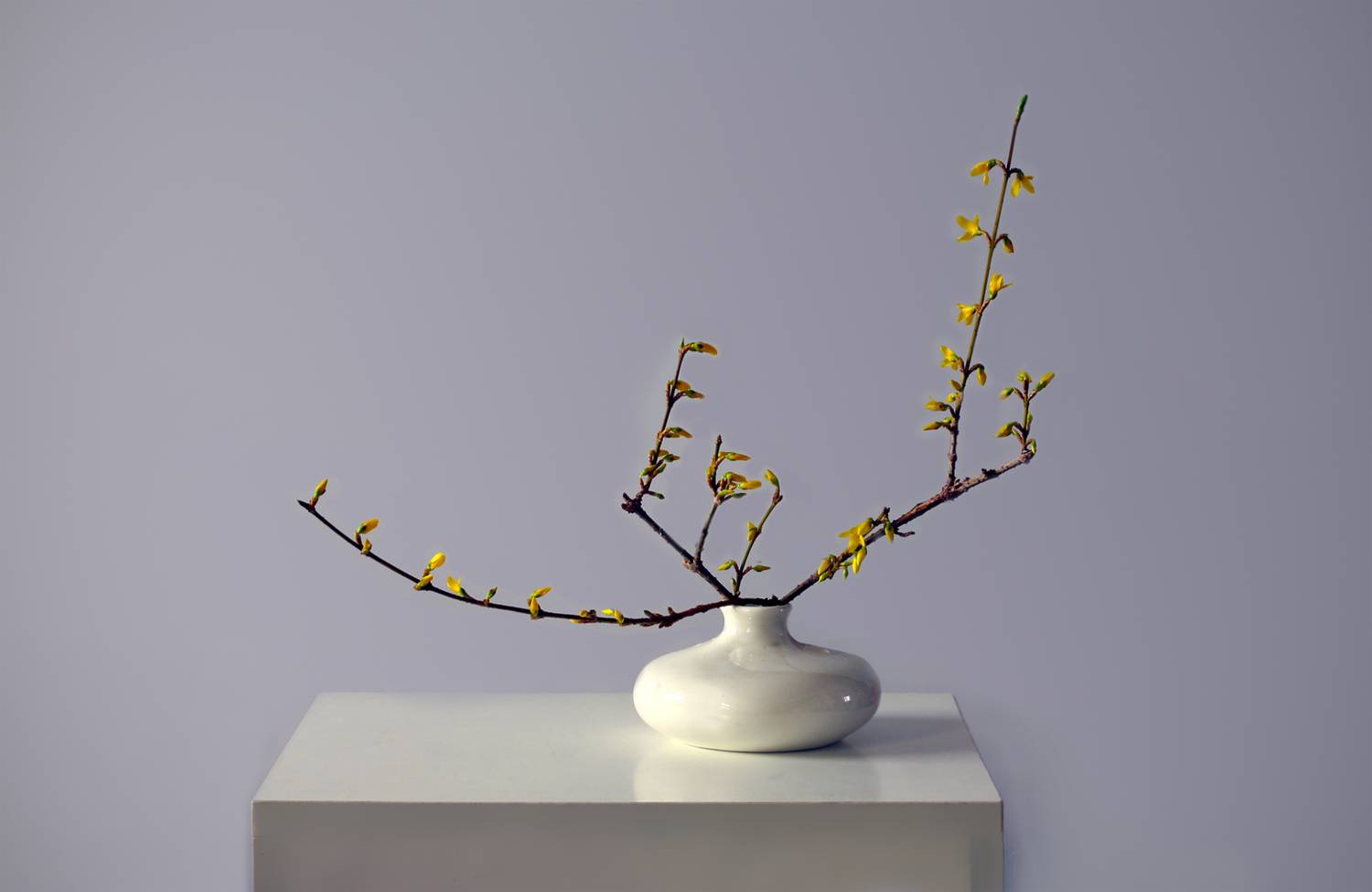 форзиция, Заболотская Ольга