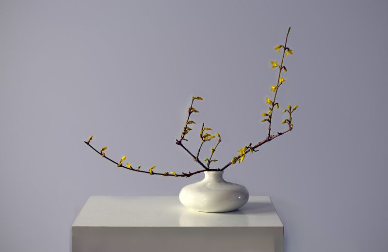 форзиция Форзиция зацвела фото превью