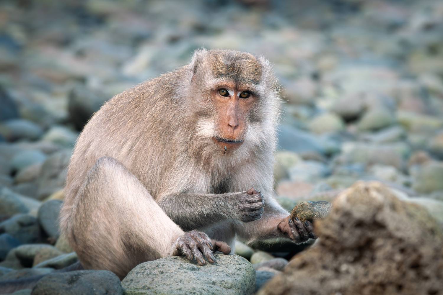 макак-крабоед, crab-eating macaque,macaca fascicularis, Наталья Паклина
