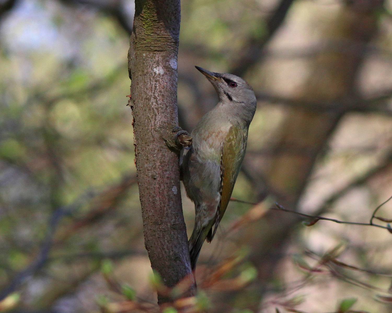 седой дятел, седоголовый дятел, дятел, picus canus, picus, grey-headed woodpecker, woodpecker, Бондаренко Георгий