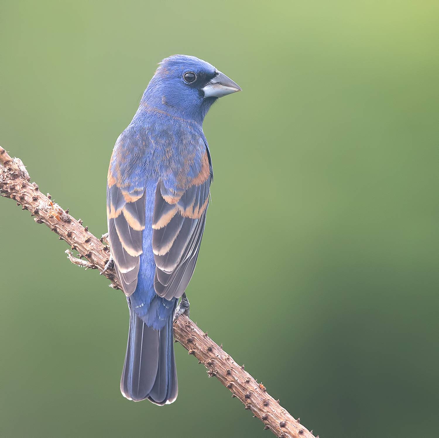 blue grosbeak, голубая гуирака, cardinal, grosbeak, весна, Etkind Elizabeth