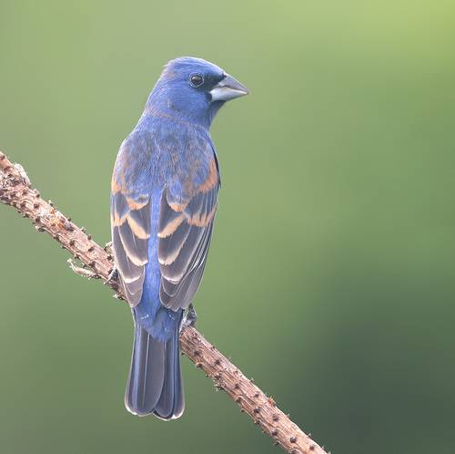 Blue grosbeak - Голубая гуирака или синий Дубонос