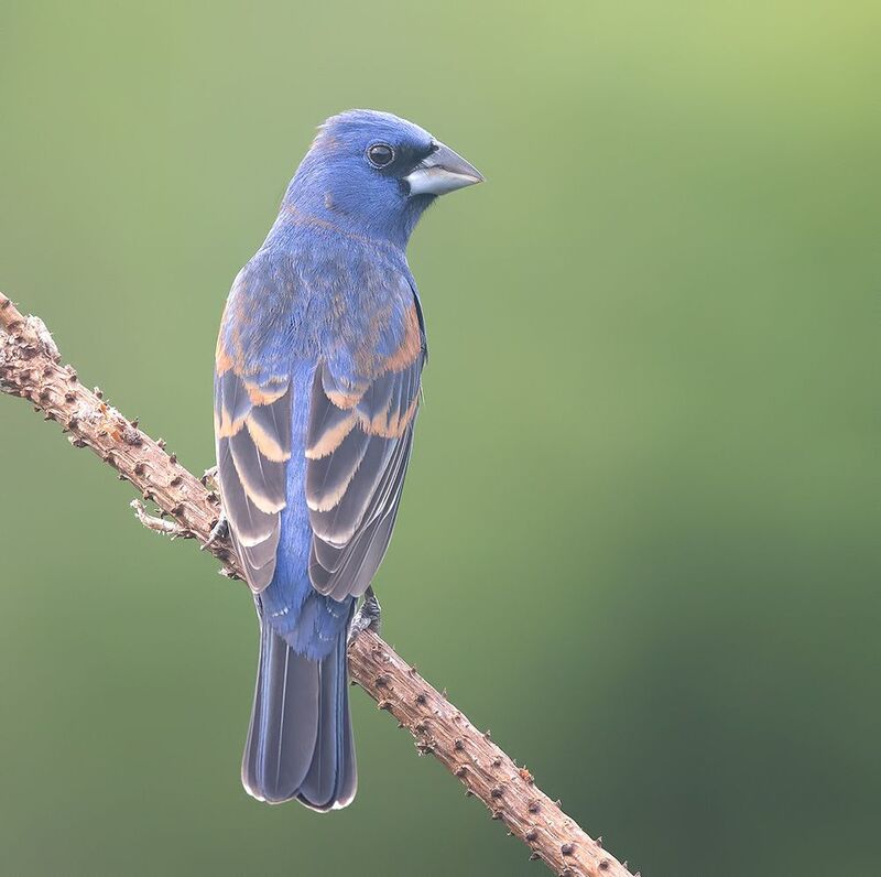 blue grosbeak, голубая гуирака, cardinal, grosbeak, весна Blue grosbeak - Голубая гуирака или синий Дубонос фото превью