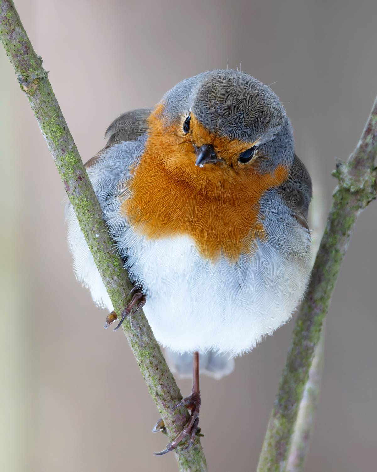 зарянка, фото птиц, erithacus rubecula, birds, Александр Шипиленко