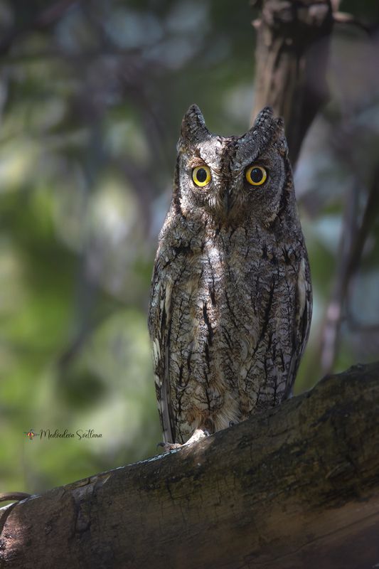 Сплюшечка. фото превью