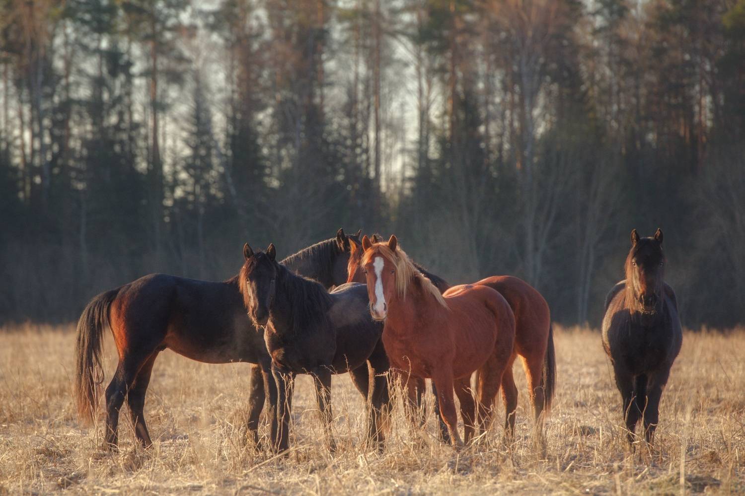 , Максим Вышарь