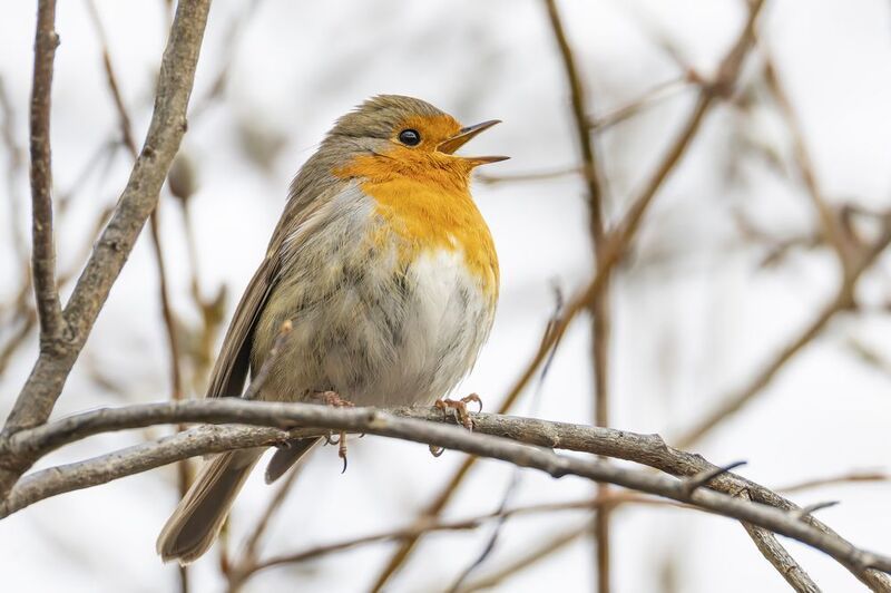 Малиновка фото превью