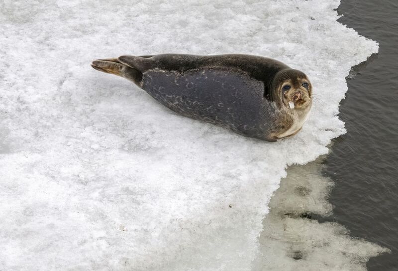 Тюлень в Северодвинске фото превью