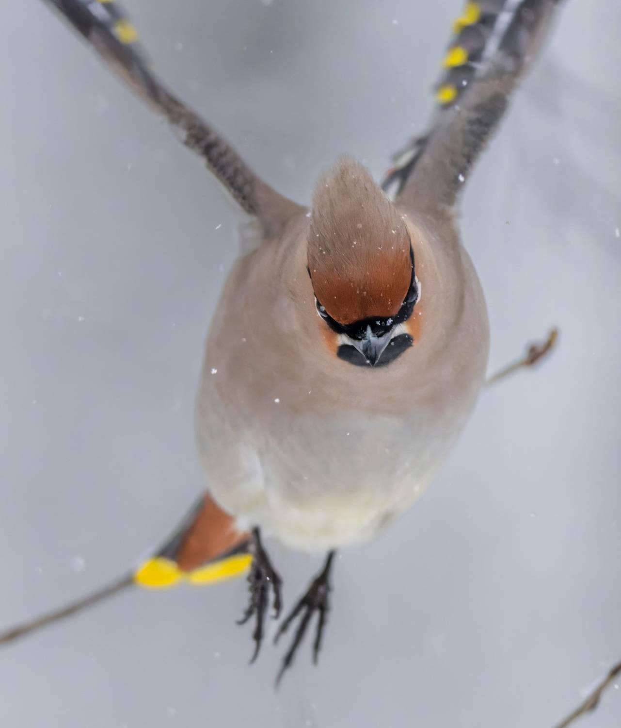 , Дэм Константин