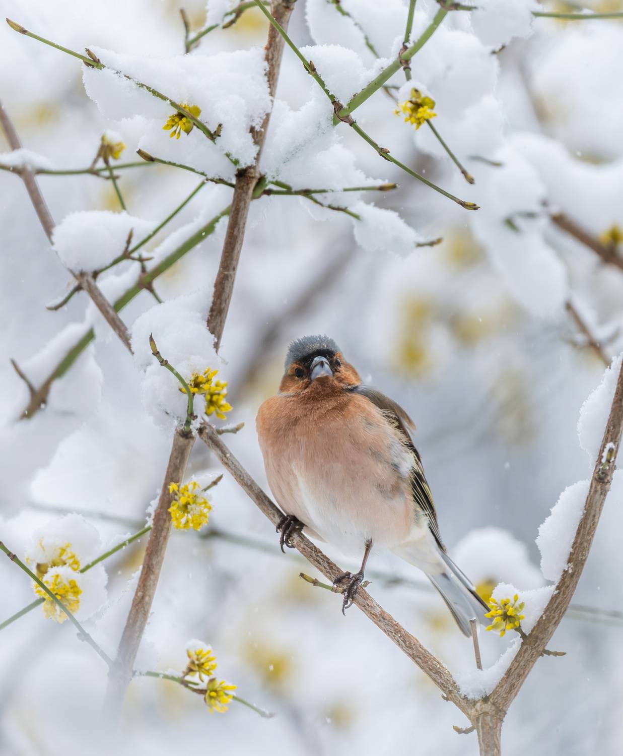 , Дэм Константин