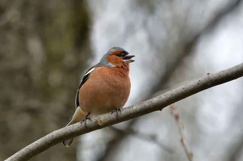 Зяблик.. фото превью