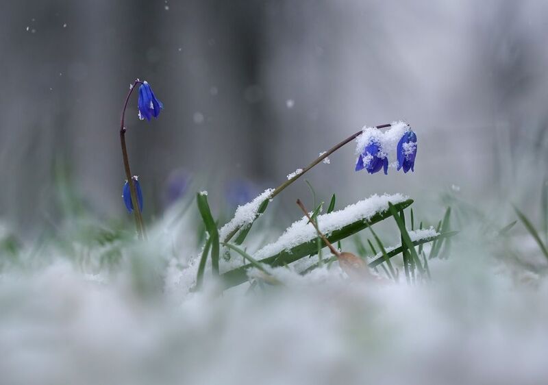 Падал первый, Апрельский снег фото превью