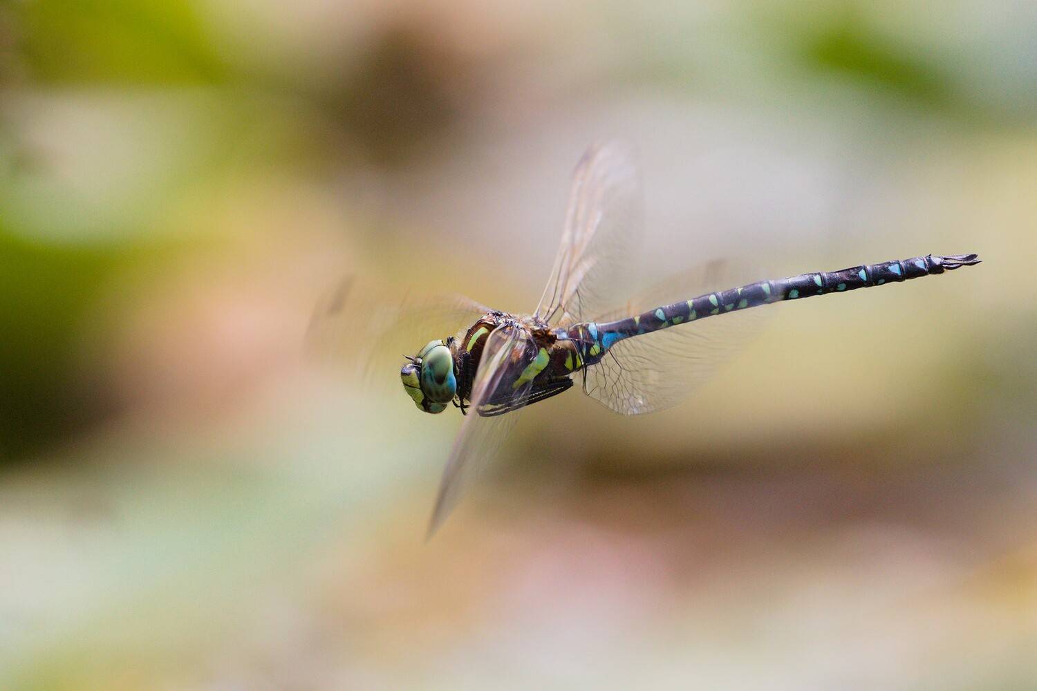 стрекоза дозорщик полет сентябрь, Евгений Слободской