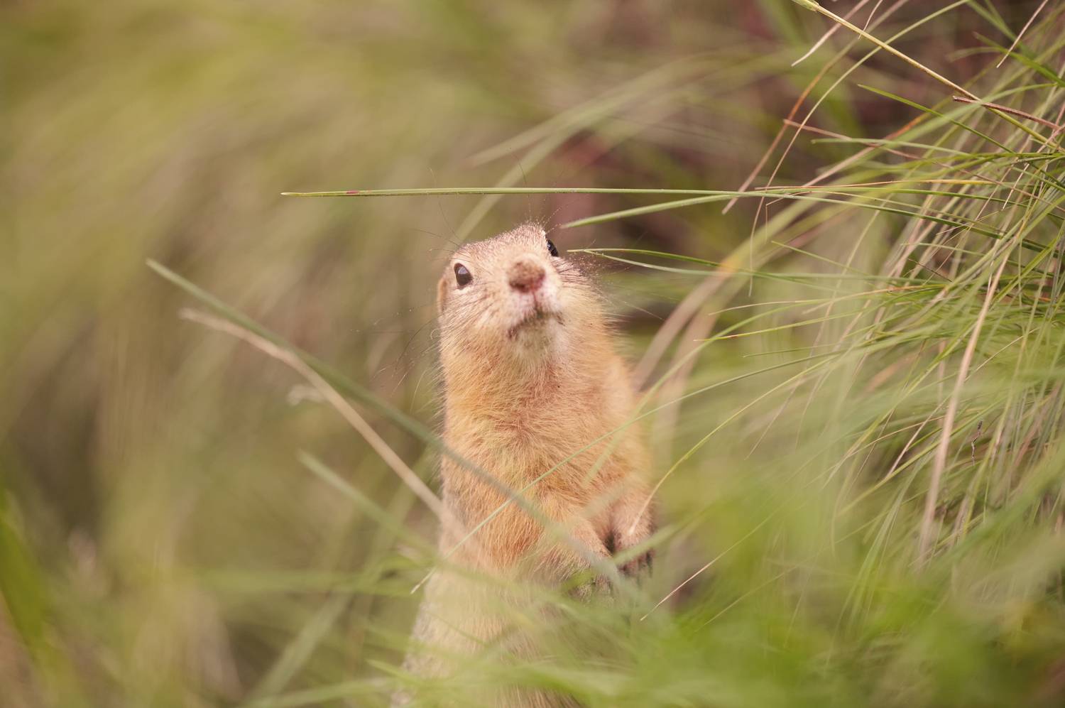 суслик, татшев парк, красноярск, Андреева Светлана