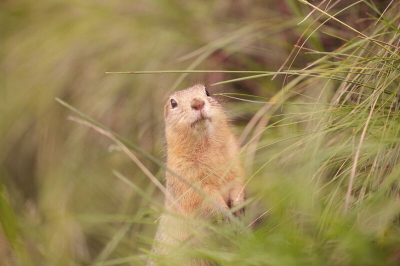 суслик, татшев парк, красноярск Мечтая о вечном фото превью