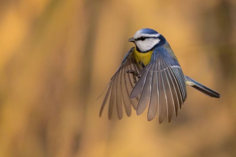 Titmouse фото превью