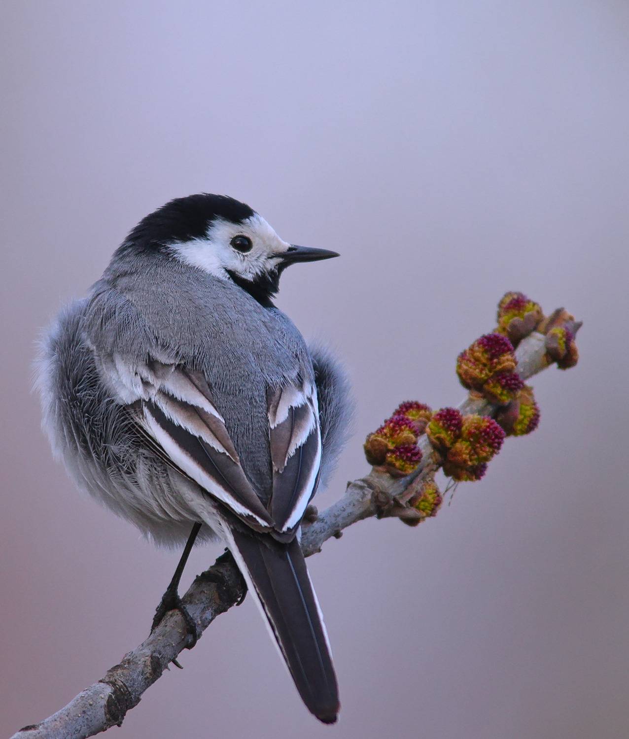 ясень высокий, fraxinus excelsior, белая трясогузка, motacilla alba,, sergey izoya