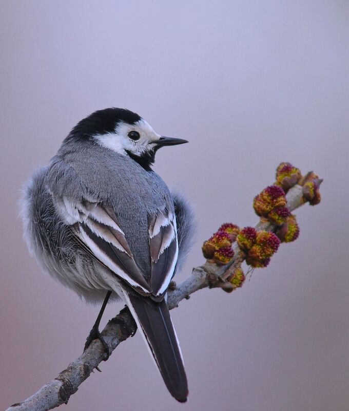 ясень высокий, fraxinus excelsior, белая трясогузка, motacilla alba, Белая трясогузка. фото превью