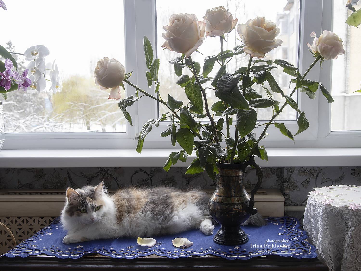 животные, домашние питомцы, кошки, цветы, букеты, интерьер, Приходько Ирина