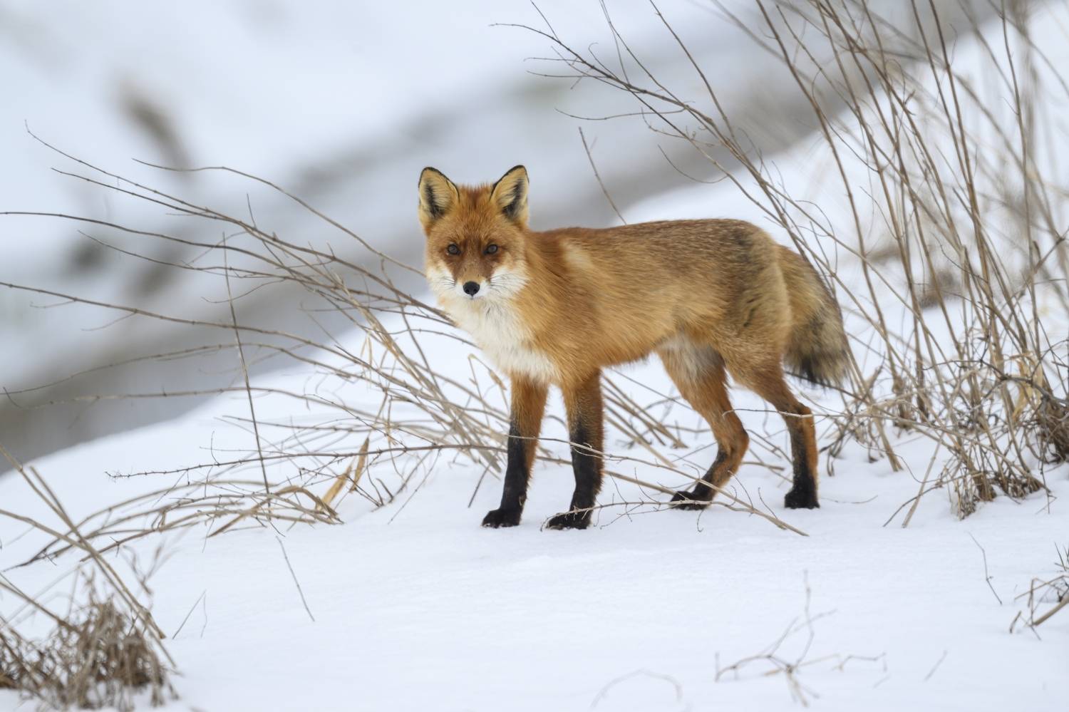 , Пупонин Сергей