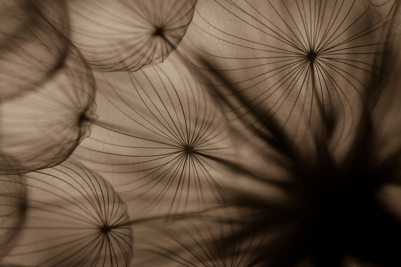 dandelion фото превью
