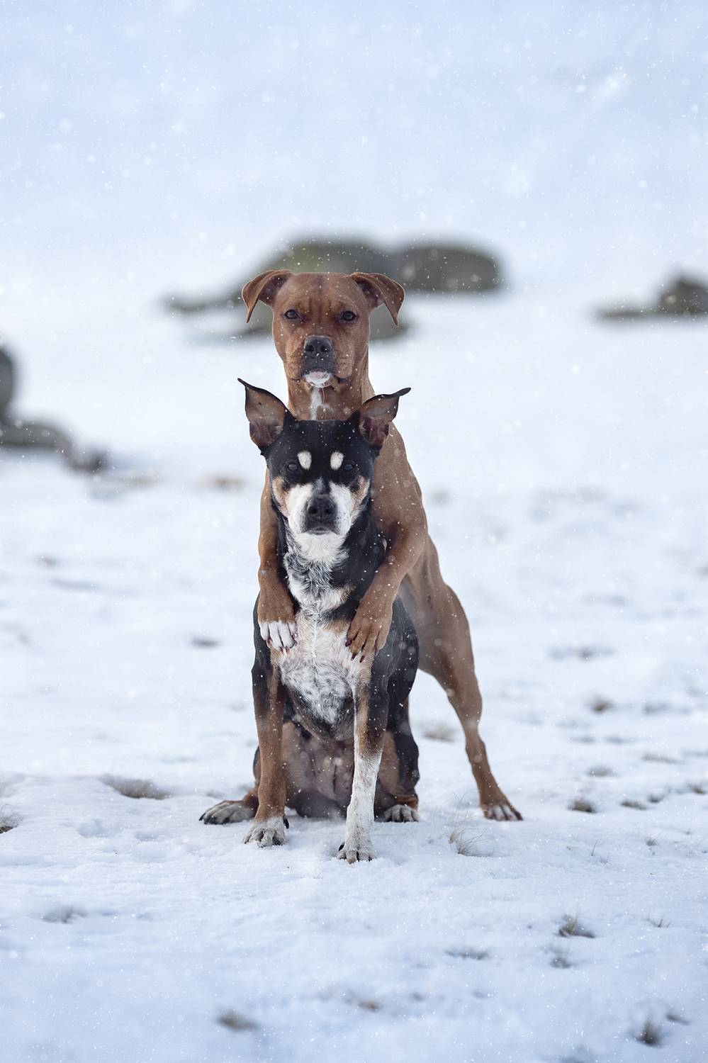 photography,dogs,pets,animal,canine,portrait,pit,bull,hug,winter,snow,cold,outdoors,natural,light,two,, Alexandre Marques