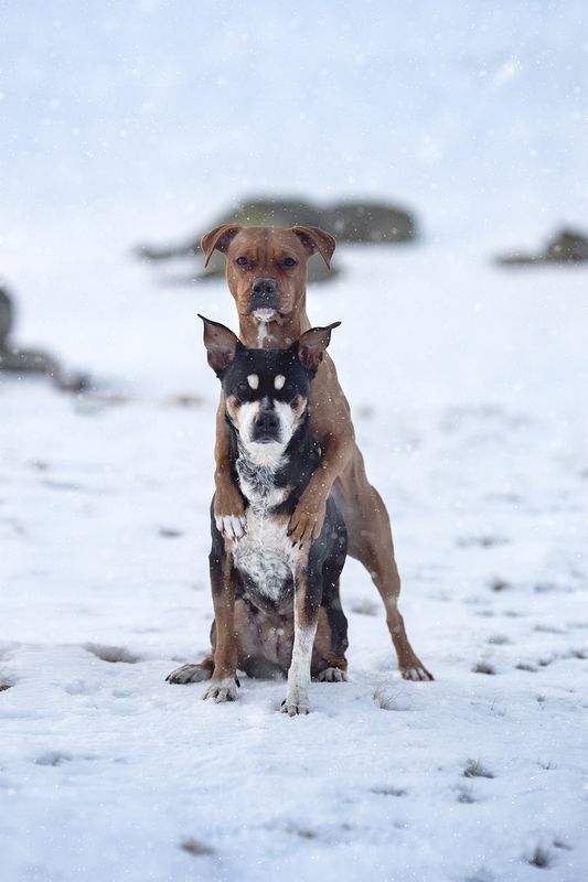Ziva&Kiara фото превью