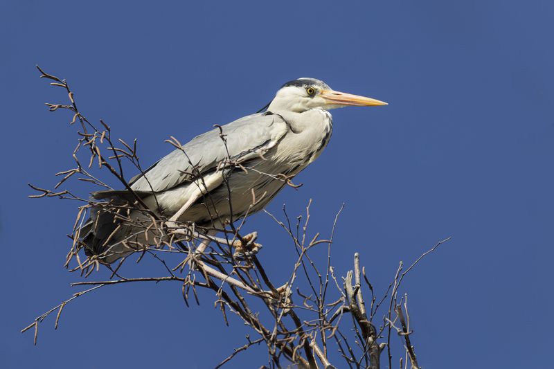 Серая цапля фото превью