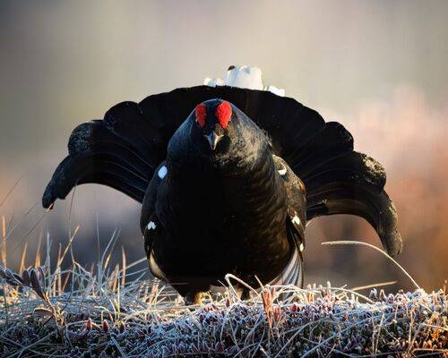 Токование тетеревов