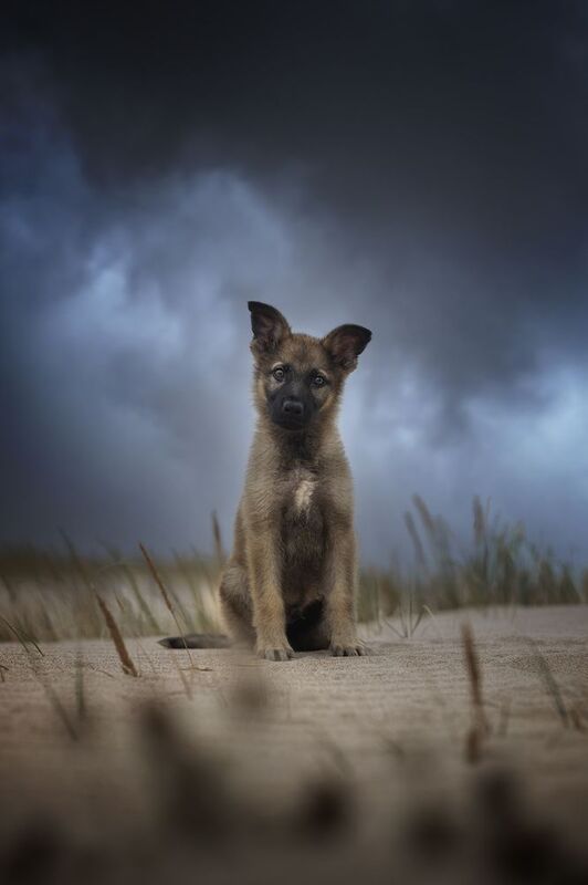 Voss фото превью