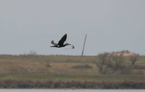 Баклан..