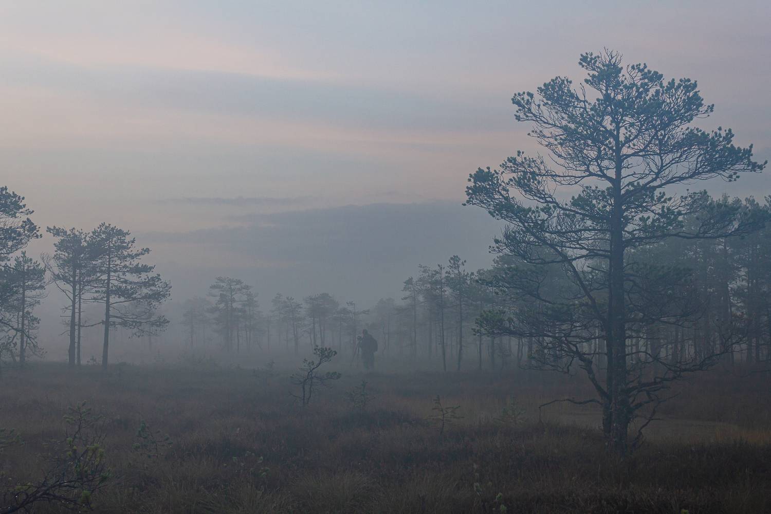 , Комарова Вера