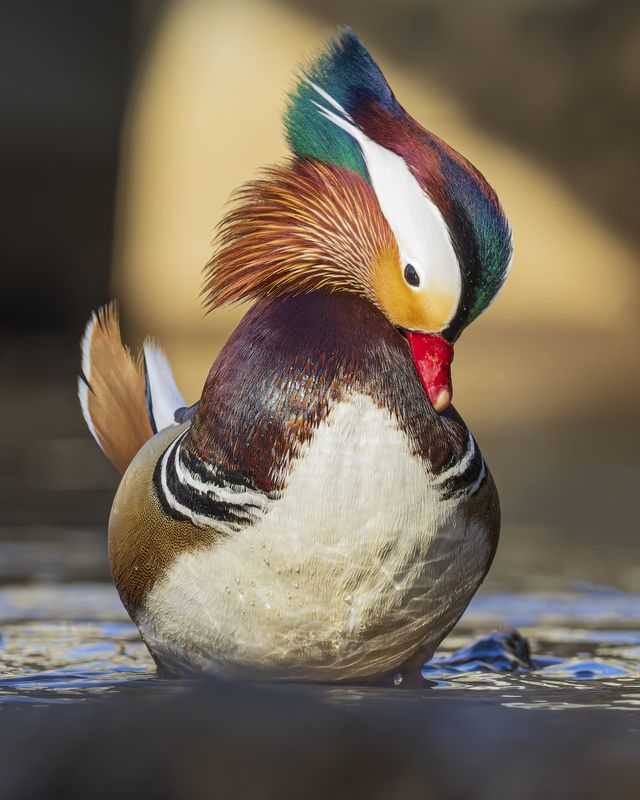 Мандаринка фото превью