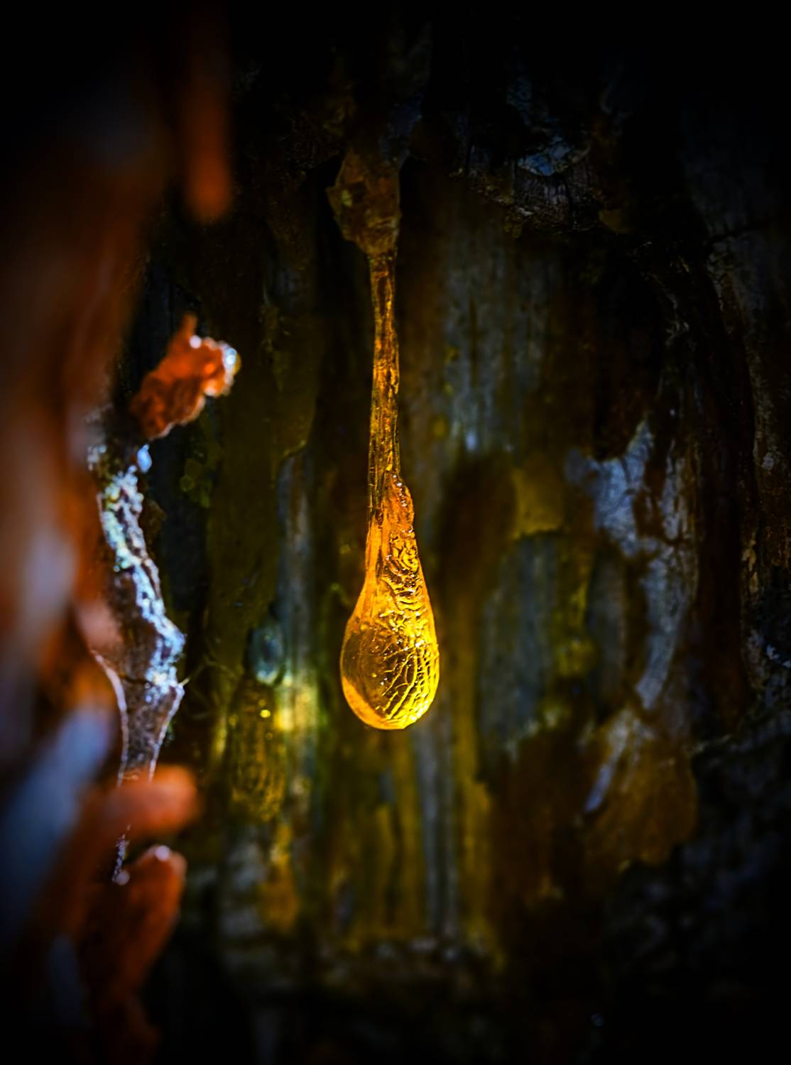 капля, смола, сосна, весна, апрель, Борис Новиков