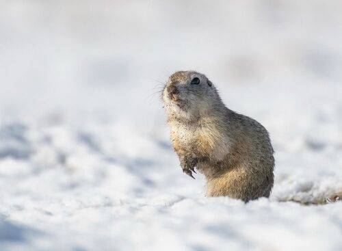 Снежный апрель