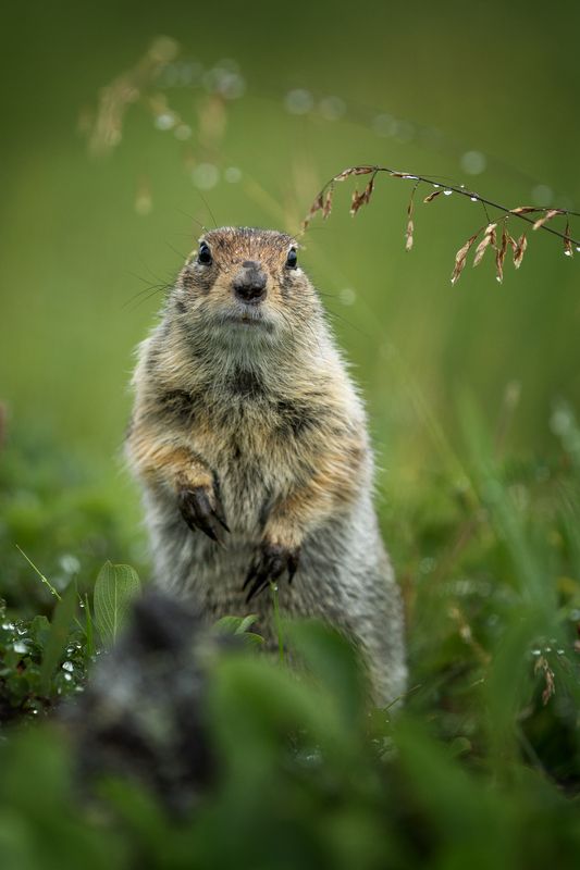 ..... фото превью